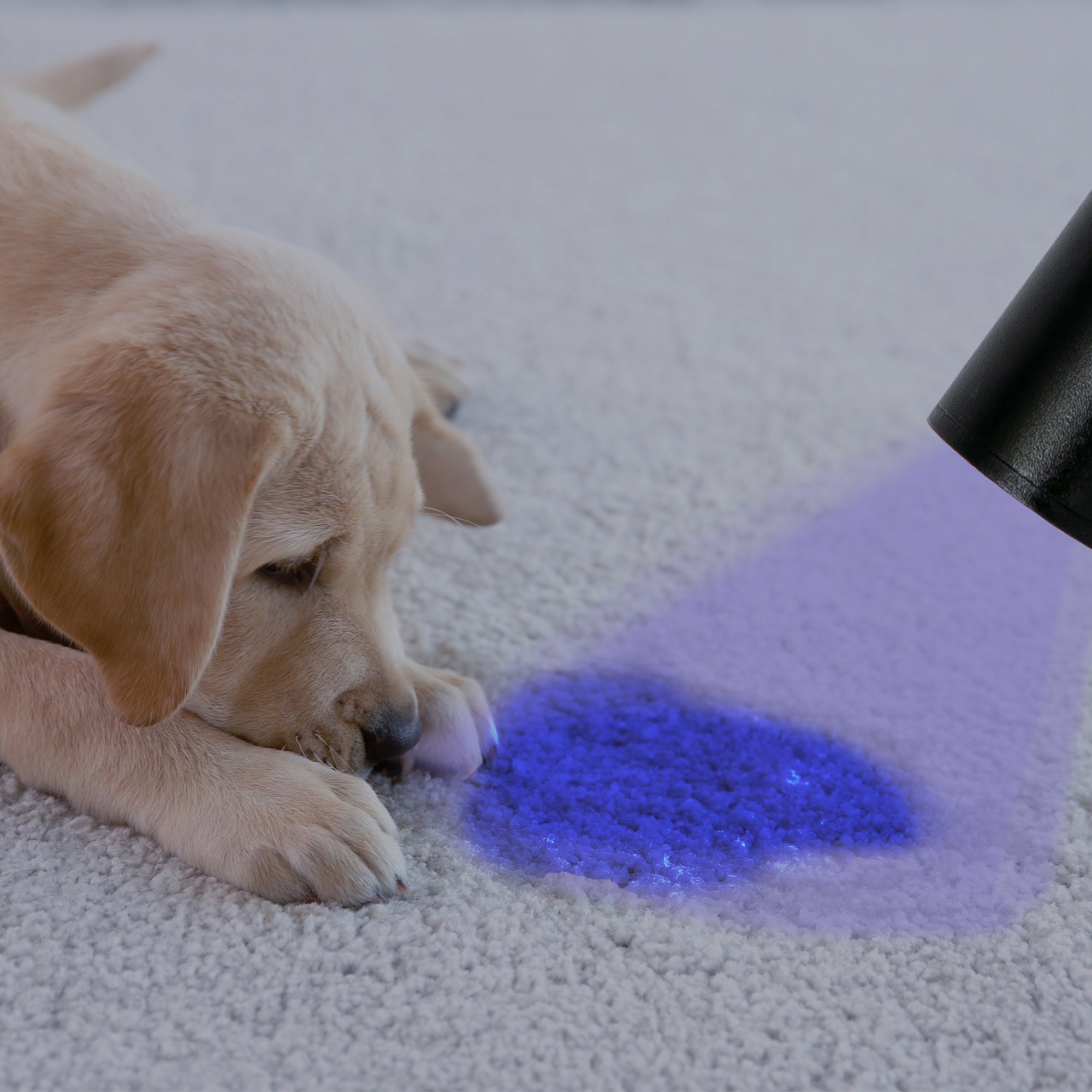 Pet Urine Detector Torch