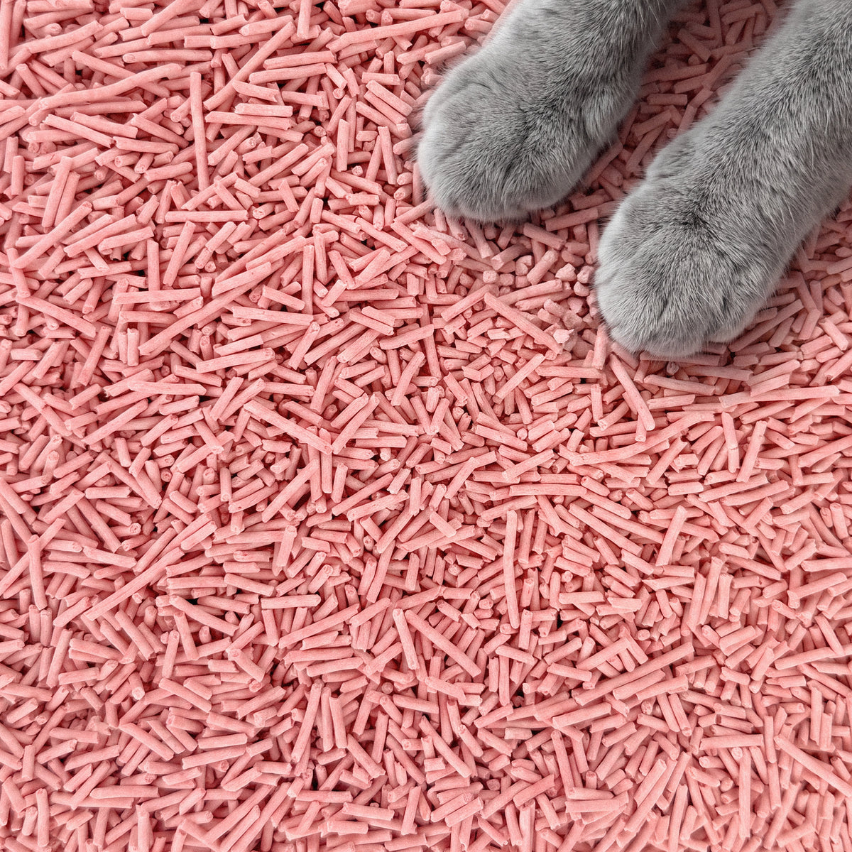 Peach Tofu Litter